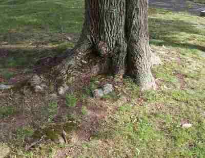 Moss under a tree