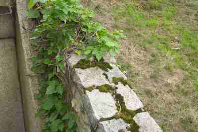 Moss on a wall