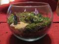 Moss terrarium