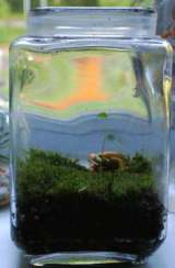 A moss terrarium