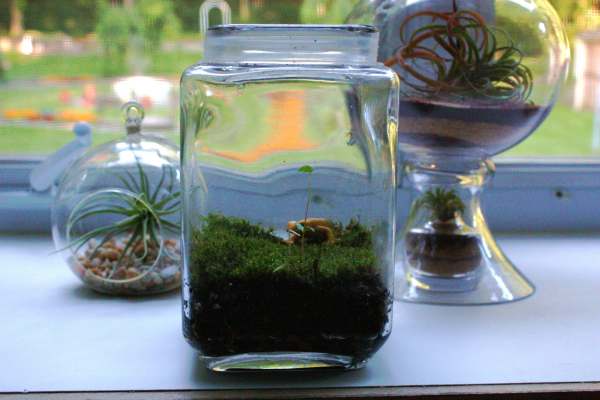 a moss terrarium