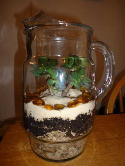 terrarium in a pitcher