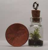 A necklace terrarium 