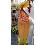 Orange Pitcher Plant