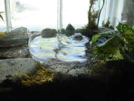 Paludarium with water