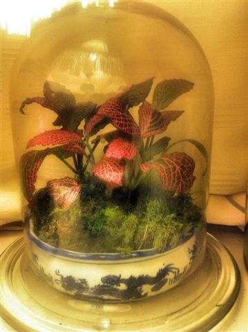 Pauls cloche terrarium