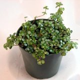 Pilea