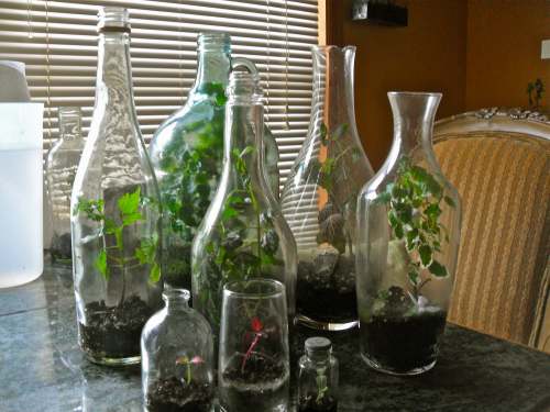 Terrariums from recycled bottles