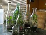 Recycled Bottle Terrarium