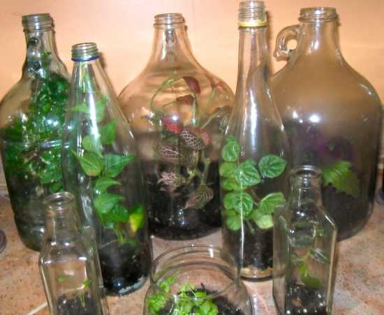 Terrariums in Jugs