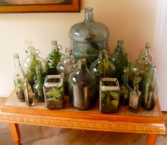 Recycled Glass Jar Terrarium