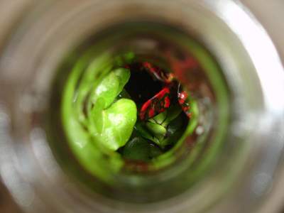 View through the neck of the bottle