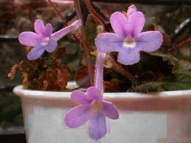 Sinningia pusilla