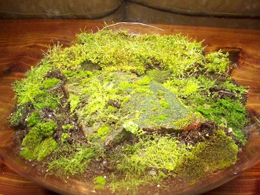 Moss for a terrariuim