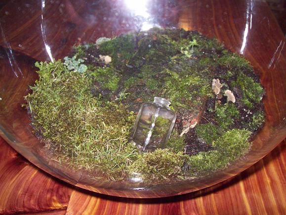 A terrarium within a terrarium