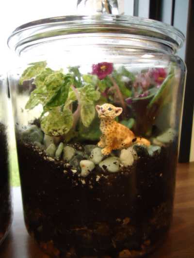 The terrarium