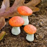 Miniature Fairy Garden Mushrooms