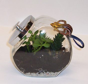 A Terrarium for kids