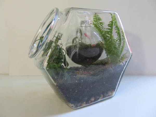 The terrarium within a terrarium