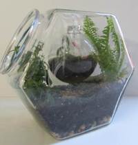 A terrarium inside another terrarium