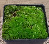 Living Moss