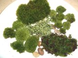 Moss assortment