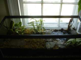 Terrarium with water pool and pump