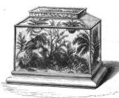 A Wardian Case or Terrarium