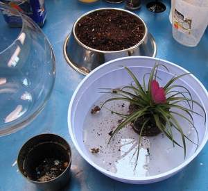 Bathing the soil off the plants. 