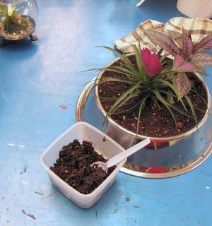 Thin layer of moss soil on top of terrarium soil so the moss feels at home