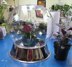 For this tutorial I am using a giant fishbowl and an old dog dish