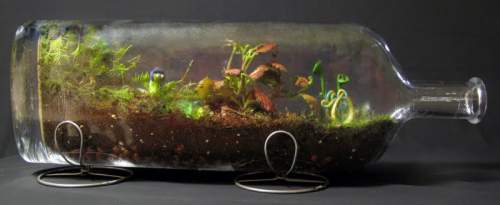 A Bottle Terrarium