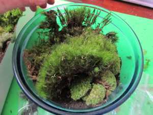various moss