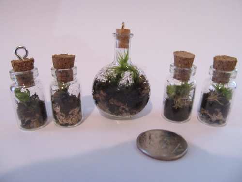 The tiny Terrariums