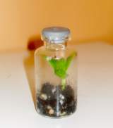 A very small glass terrarium