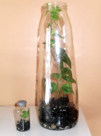 Two terrariums