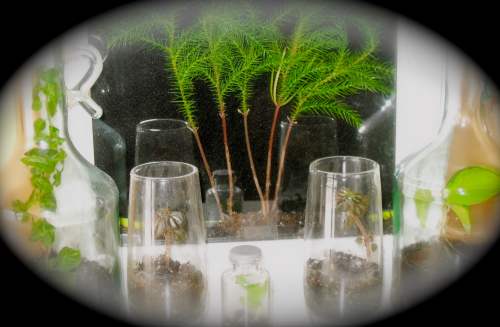 Terrarriums