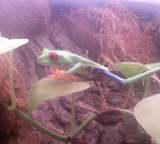 Tree Frog Vivarium