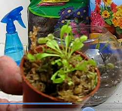 Baby Venus Fly Trap