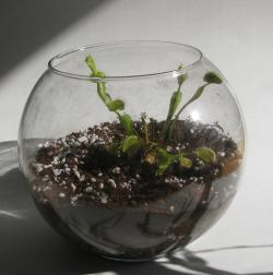 A Fly Trap Terrarium