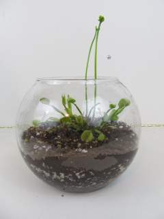 Budding Flytrap