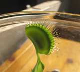 A Venus Fly Trap