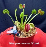 Venus Fly Trap