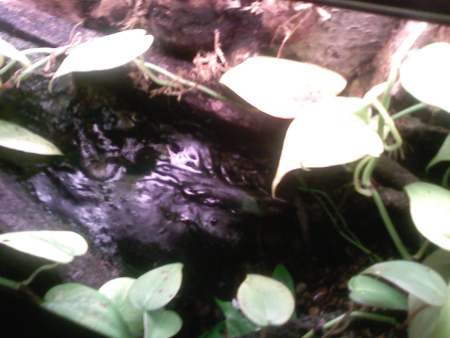 Tree Frog Terrarium 5