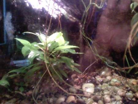 Tree Frog Terrarium 4