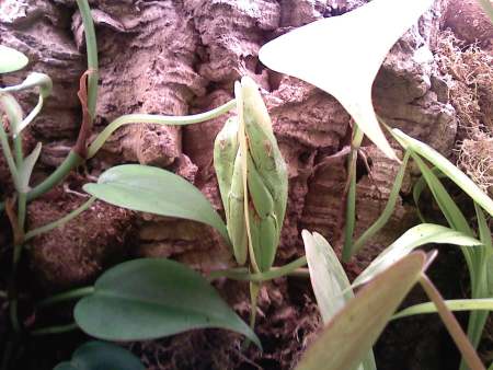 Tree Frog Terrarium 3