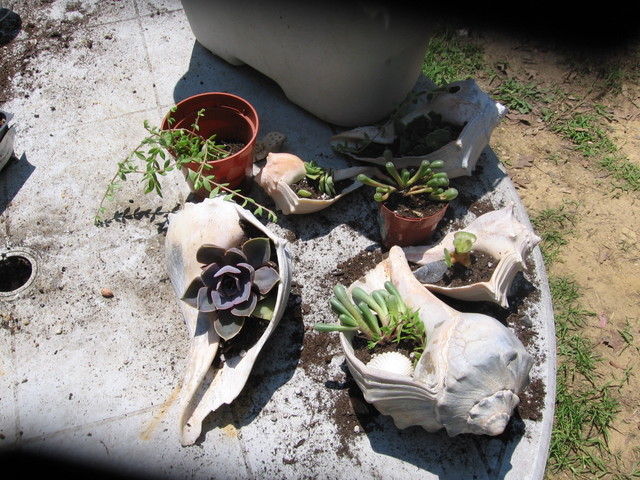 More Shell Terrariums