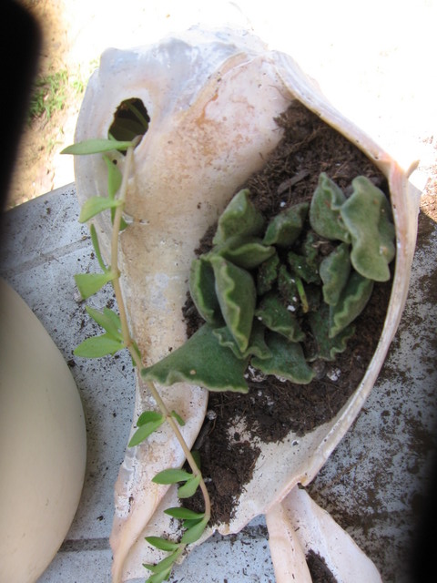 A Conch Shell Terrarium