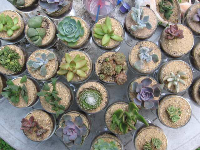 Wineglass terrariums