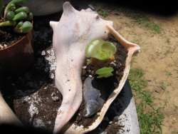 A Conch Shell Terrarium